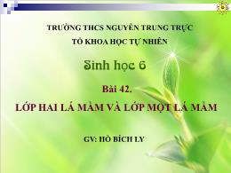 Bài giảng Sinh học 6 - Bài 42: Lớp hai lá mầm