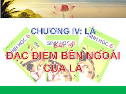 Bài giảng Sinh học 6 - Chương IV: Lá - Bài 19