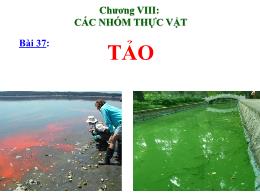 Bài giảng Sinh học 6 - Chương VIII: Các nhóm