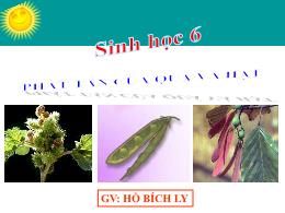 Bài giảng Sinh học 6 - Tiết 42, Bài 34: Phát