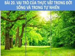 Bài giảng Khoa học tự nhiên 6 - Bài 20: Vai t