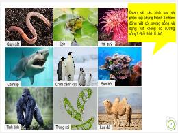 Bài giảng Khoa học tự nhiên 6 - Bài 23: Đa dạ