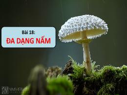 Bài giảng Khoa học tự nhiên Lớp 6 - Bài 18: Đ